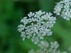 Wild Angelica (Angelica triquinata) - described as closely resembling the very poisoness Water Hemlock (Cicuta maculata)