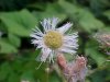Philadelphia Fleabane (Erigeron philadelphicus)