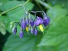 Bittersweet Nightshade; Climbing Nightshade; Deadly Nightshade (Solanum dulcamara)