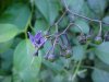 Bittersweet Nightshade; Climbing Nightshade; Deadly Nightshade (Solanum dulcamara)