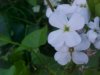 Dame's Rocket; Dame's Violet; Mother-of-the-Evening (Hesperis matronalis)