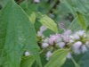 Spider on wind blown Motherwort (Leonurus cardiaca)