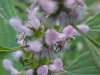 Motherwort (Leonurus cardiaca)
