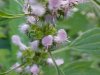 Motherwort (Leonurus cardiaca)