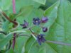 Black swallow-wort (Cynanchum nigrum; Cynanchum rossicum)