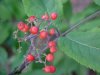 Redberry Elder berries (Sambucus pubens)