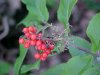 Redberry Elder berries (Sambucus pubens)