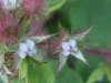 Of the Wild Red Raspberry family (Rubis idaeus)