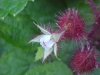 Of the Wild Red Raspberry family (Rubis idaeus)
