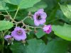 Purple-flowering Raspberry (Rubus odoratus)