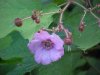 Purple-flowering Raspberry (Rubus odoratus)