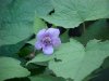 Purple-flowering Raspberry (Rubus odoratus)