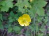 Common Buttercup (Ranunculus acris)
