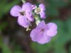 Dame's Rocket; Dame's Violet; Mother-of-the-Evening (Hesperis matronalis)