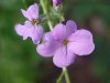 Dame's Rocket; Dame's Violet; Mother-of-the-Evening (Hesperis matronalis)