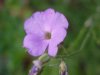 Dame's Rocket; Dame's Violet; Mother-of-the-Evening (Hesperis matronalis)