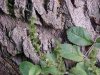 Common Speedwell (Veronica officinalis) with flowers gone