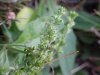 Common Speedwell (Veronica officinalis) with flowers gone