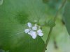 Garlic Mustard (Alliaria petiolata)