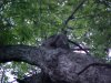 Obscure squirrel of LDEO, Columbia Univ., Palisades, N.Y., USA