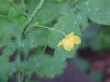 Greater Celandine; Wartweed (Chelidonium majus)