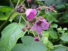 Purple-flowering Raspberry (Rubus odoratus)