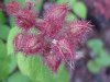 Of the Wild Red Raspberry family (Rubis idaeus)
