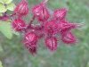 Of the Wild Red Raspberry family (Rubis idaeus)