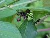 Black swallow-wort (Cynanchum nigrum; Cynanchum rossicum)
