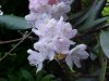 Mountain Rosebay; Catawba Rhododendron (Rhodododendron catawbiense)