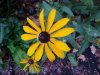 Black-eyed Susan (Rudbeckia hirta)
