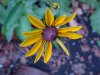 Black-eyed Susan (Rudbeckia hirta)