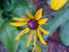 Black-eyed Susan (Rudbeckia hirta)