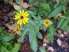 Black-eyed Susan (Rudbeckia hirta)