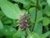 Heal-all; Self-heal (Prunella vulgaris)