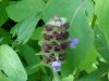 Heal-all; Self-heal (Prunella vulgaris)