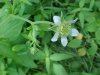 White Avens (Gillenia canadense)