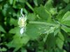 White Avens (Gillenia canadense)