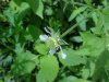 White Avens (Gillenia canadense)