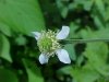 White Avens (Gillenia canadense)