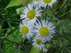 Daisy Fleabane (Erigeron annus)