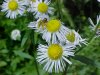 Daisy Fleabane (Erigeron annus)