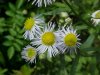 Daisy Fleabane (Erigeron annus)