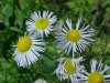 Daisy Fleabane (Erigeron annus)