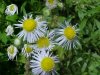 Daisy Fleabane (Erigeron annus)