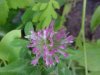 Red Clover (Trifolium pratense)