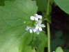 Garlic Mustard (Alliaria petiolata)