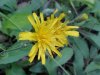 Wildflowers of LDEO, Columbia Univ., Palisades, N.Y., USA