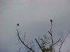 Cawing crows of LDEO, Columbia Univ., Palisades, N.Y., USA