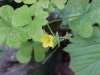 Yellow Wood Sorrel; Sour Grass (Oxalis stricta)